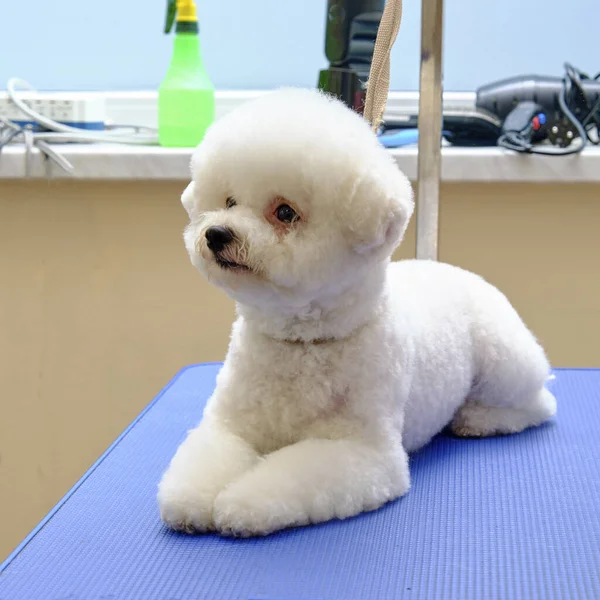 Bichon frise lies on a blue table after a haircut in an animal salon — Stock Photo, Image