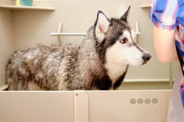 Güzeller güzeli köpek yavrusu tımar için banyoda duruyor.