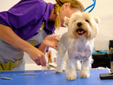 Komik Yorkshire Teriyeri bir köpek kuaföründe saç tıraşı olmak için