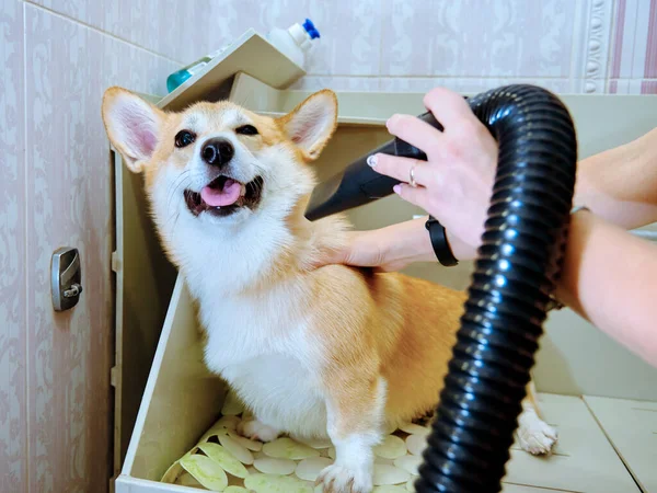 Una chica seca un corgi galés con un compresor en el baño de aseo —  Fotos de Stock