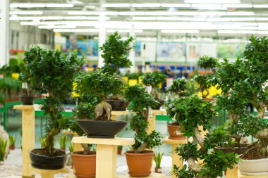 Bonsai ağaçlar tencere