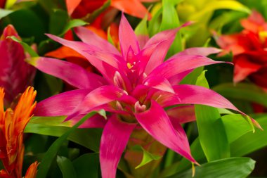 Guzmania
