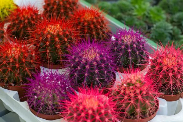 Cactus grandes coloridos —  Fotos de Stock