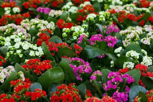 Kalanchole calandiva kwiaty — Zdjęcie stockowe