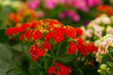 Kırmızı çiçekler aranjmani