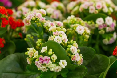 Pembe çiçekler aranjmani