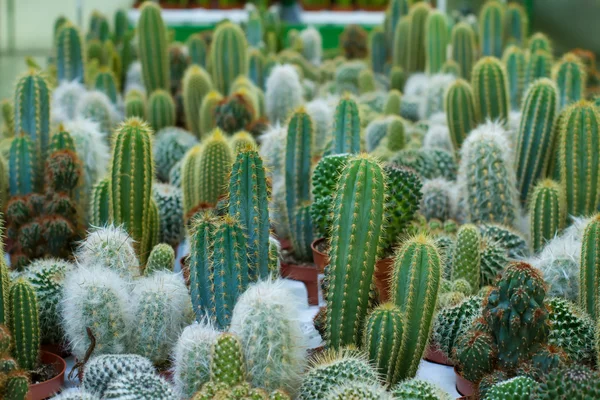 Cactus diferentes variedades —  Fotos de Stock