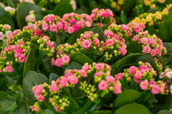 Mooie bloemen van Kalanchoe — Stockfoto