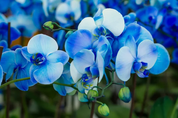 Orquídea azul — Fotografia de Stock