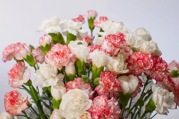 Pink carnation Stock Image