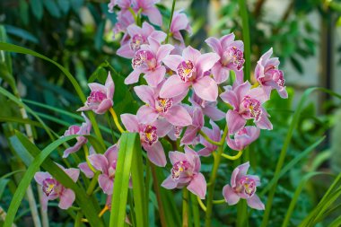 Güzel pembe orkideler buketi