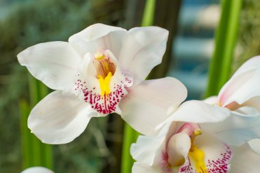 güzel beyaz orkide.