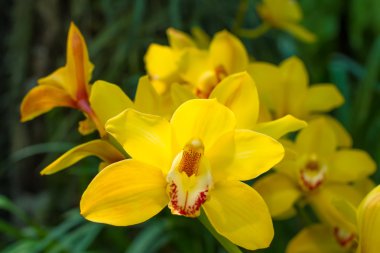 Hoş sarı cymbidium.