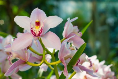 Yumuşak pembe çiçek açan orkide.