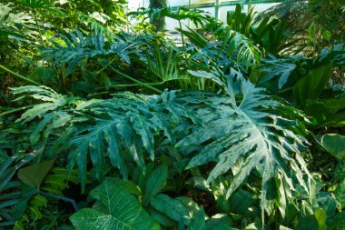 Çeşitli tropikal bitki.