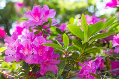 Parlak pembe açelya