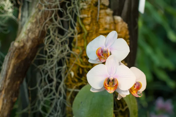 Plantas tropicais — Fotografia de Stock