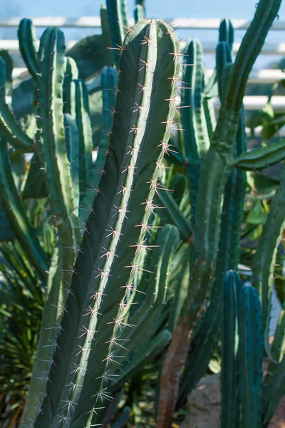 Especies de cactus —  Fotos de Stock