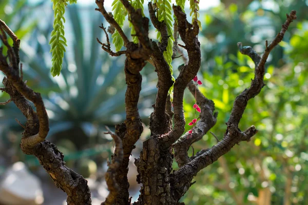 Floresta tropical — Fotografia de Stock