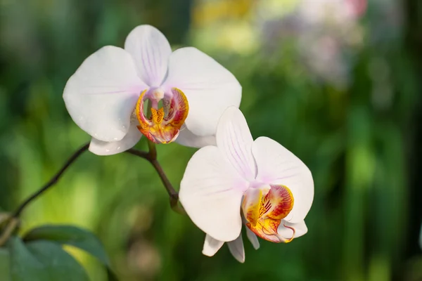 Orquídeas brancas — Fotografia de Stock