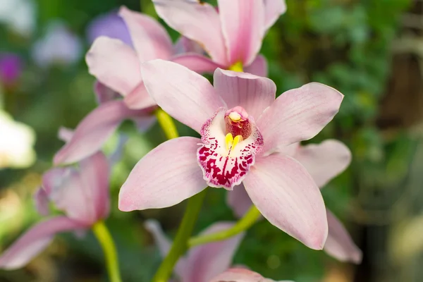 Orquídea em um jardim botânico . — Fotografia de Stock