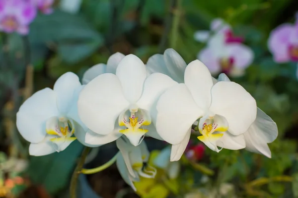 Delightful flower. — Stock Photo, Image