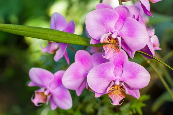 Rosa orkidéer phalaenopsis. — Stockfoto