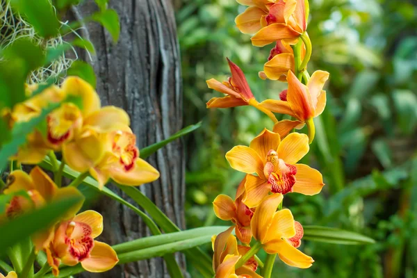 Ramo de orquídea amarela — Fotografia de Stock