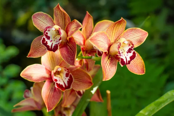 Cymbidium orkide. — Stok fotoğraf