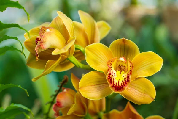 Sarı cymbidium buket. — Stok fotoğraf