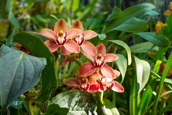 Orquídea tropical — Fotografia de Stock