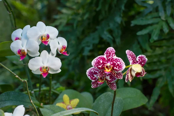 Orchideje v tropických podmínkách. — Stock fotografie