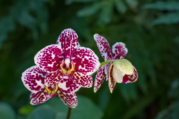 Phalaenopsis orquídea manchada . — Fotografia de Stock