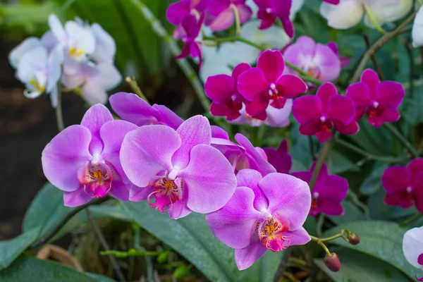 Különböző típusú orchideák — Stock Fotó