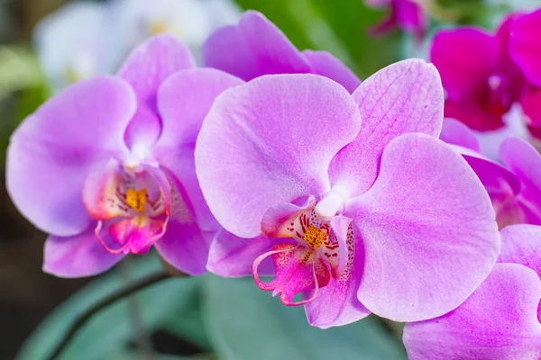 Buquê de orquídeas de flores . — Fotografia de Stock