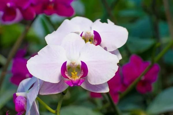 Orquídea tropical . — Fotografia de Stock