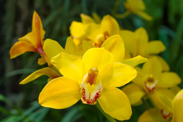 Delightful yellow cymbidium. — Stock Photo, Image