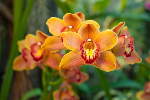 Familie der gelben Orchideen. — Stockfoto