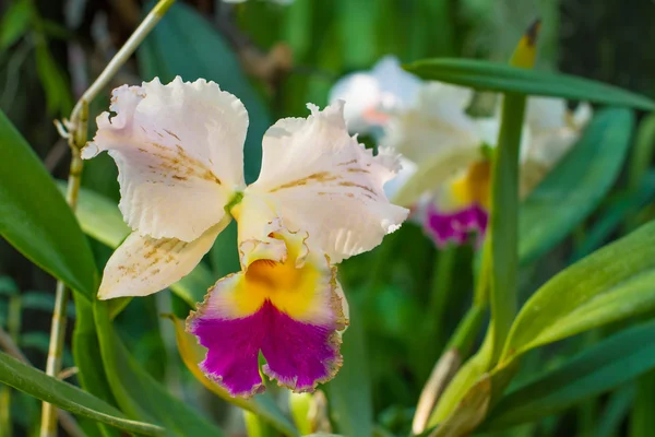 Cattleya orchidea. — Stock Fotó