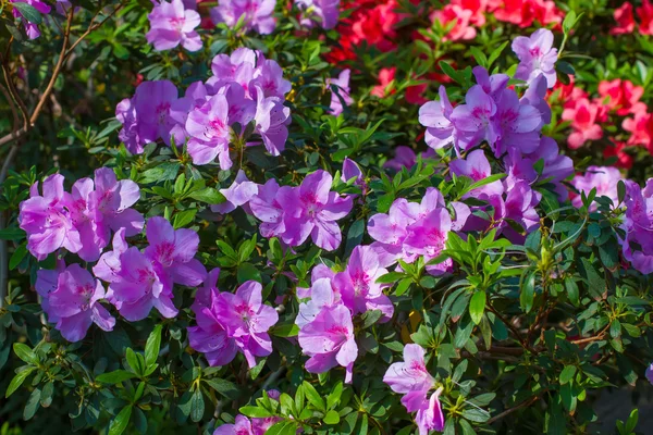 Obrovské kvetoucí azalka bush. — Stock fotografie