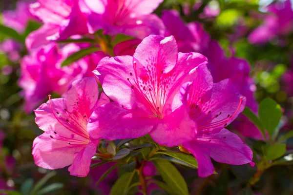 Krásný růžový azalka. — Stock fotografie