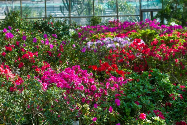 Blooming azaleas in greenhouse — Stock Photo, Image