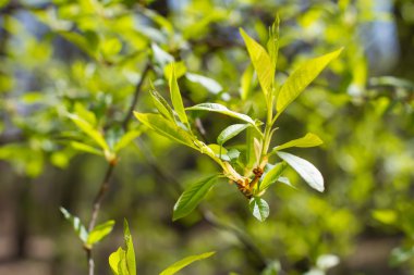 yemyeşil bitki örtüsü