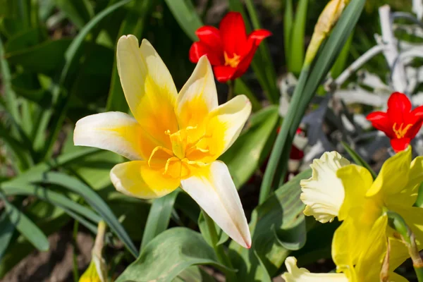 Frisch blühende Tulpen. — Stockfoto