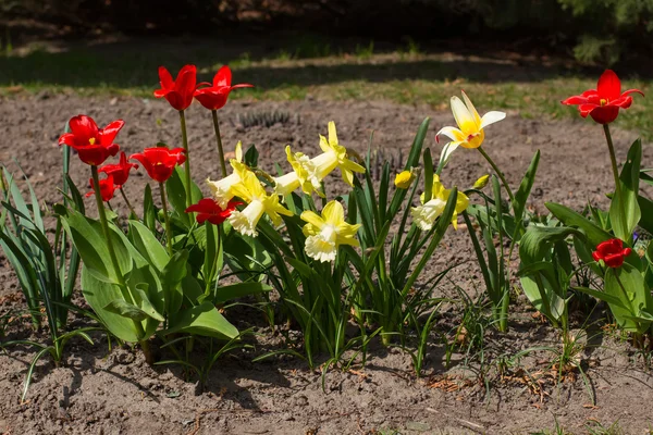 Frühlingsblumenbeet — Stockfoto