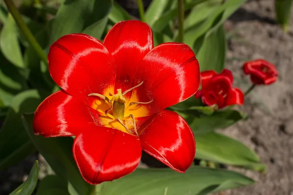 Rote Tulpe — Stockfoto