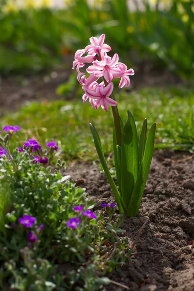 Roze hyacint. — Stockfoto