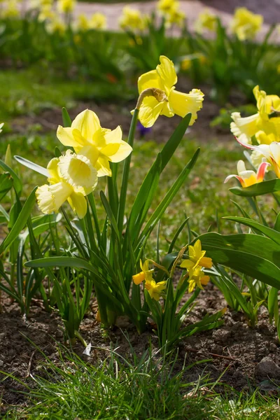 Cama de flores con narcisos amarillos . — Foto de Stock