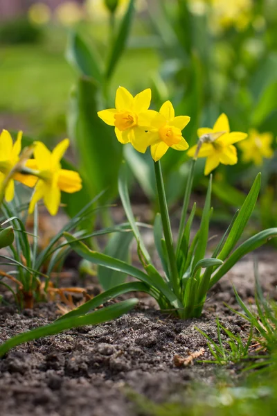 Daffodil amarelo . — Fotografia de Stock
