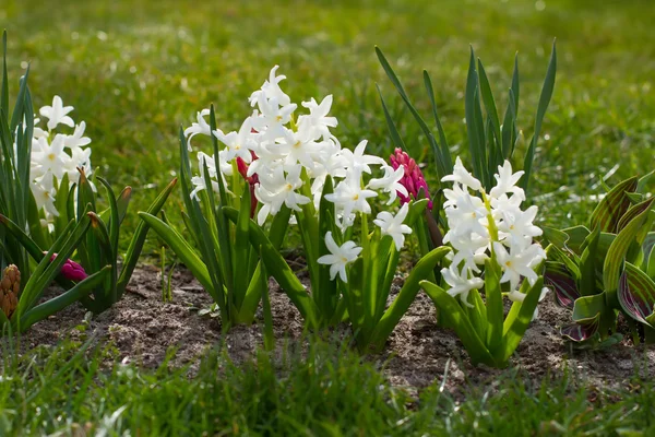 Voorjaar bloem. — Stockfoto